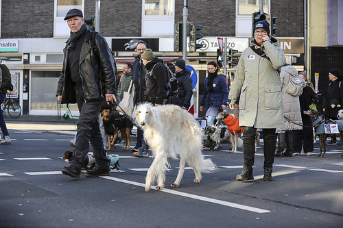 Galgo Marsch Köln 2025 643.jpg