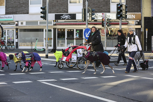 Galgo Marsch Köln 2025 651.jpg