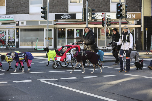 Galgo Marsch Köln 2025 652.jpg