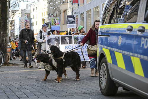 Galgo Marsch Köln 2025 662.jpg