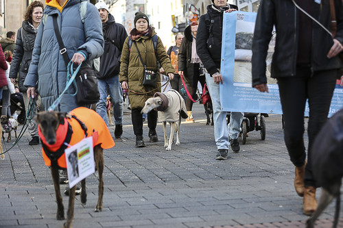 Galgo Marsch Köln 2025 669.jpg
