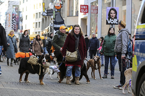 Galgo Marsch Köln 2025 658.jpg