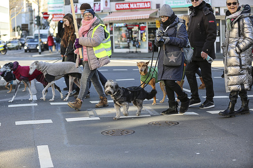 Galgo Marsch Köln 2025 638.jpg
