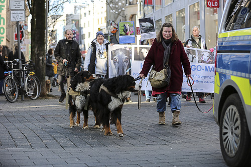 Galgo Marsch Köln 2025 663.jpg