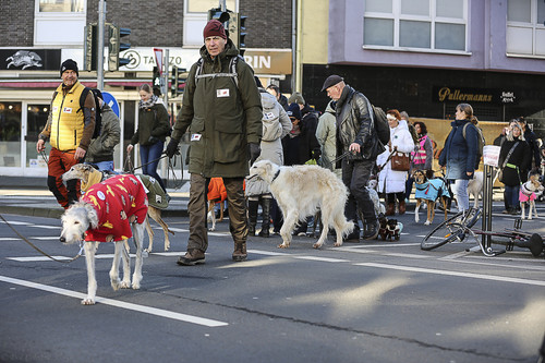 Galgo Marsch Köln 2025 641.jpg
