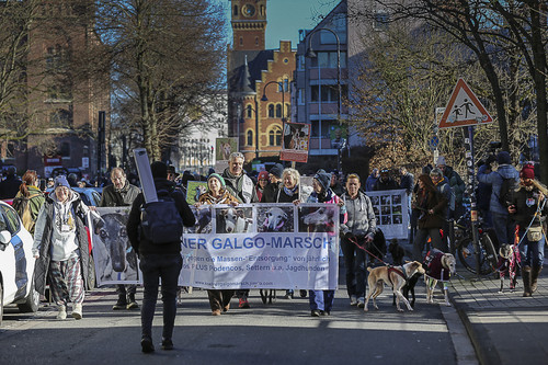 Galgo Marsch Köln 2025 119.jpg
