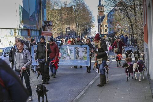 Galgo Marsch Köln 2025 121.jpg