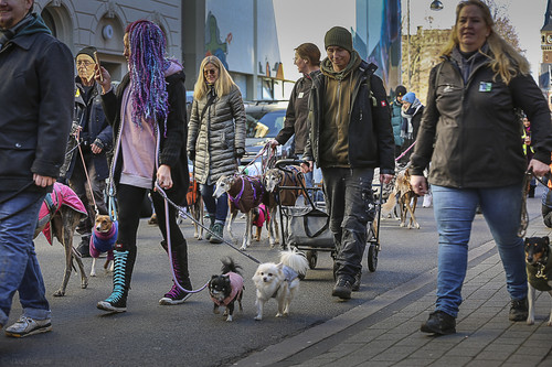 Galgo Marsch Köln 2025 131.jpg