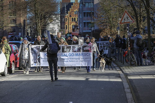 Galgo Marsch Köln 2025 117.jpg