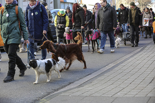 Galgo Marsch Köln 2025 130.jpg