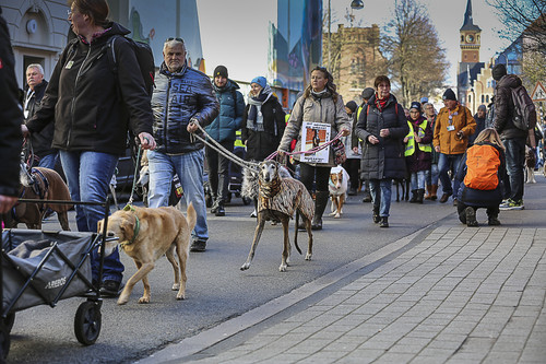 Galgo Marsch Köln 2025 132.jpg