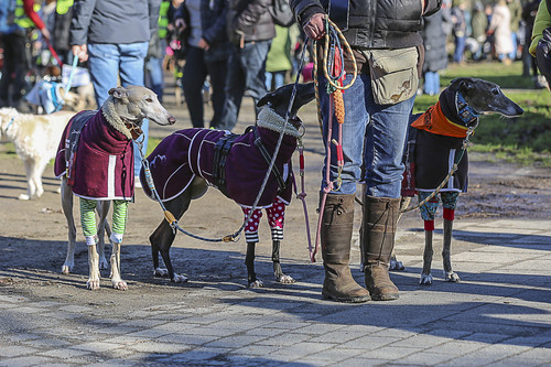 Galgo Marsch Köln 2025 107.jpg