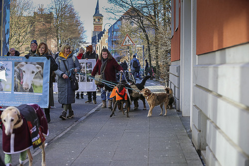 Galgo Marsch Köln 2025 123.jpg