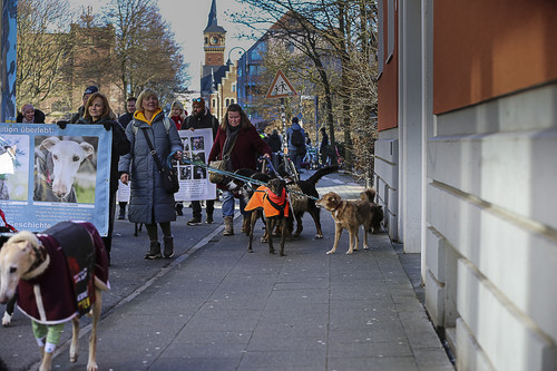 Galgo Marsch Köln 2025 122.jpg