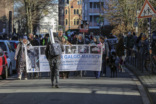 Galgo Marsch Köln 2025 116.jpg