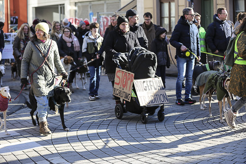 Galgo Marsch Köln 2025 263.jpg