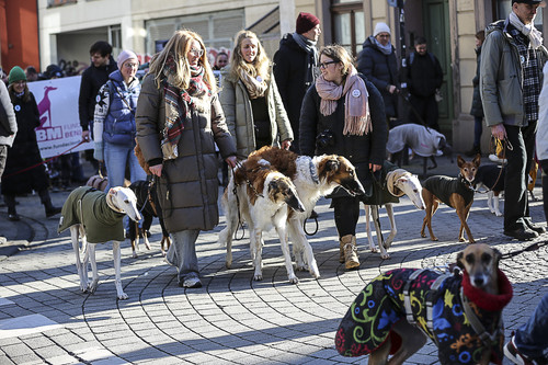 Galgo Marsch Köln 2025 267.jpg