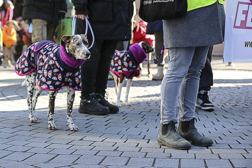 Galgo Marsch Köln 2025 276.jpg