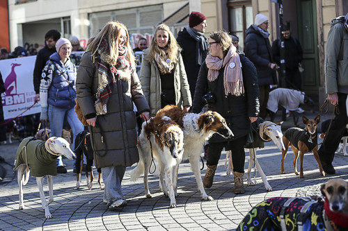Galgo Marsch Köln 2025 266.jpg