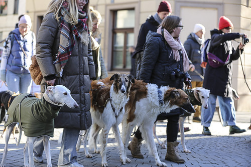 Galgo Marsch Köln 2025 270.jpg