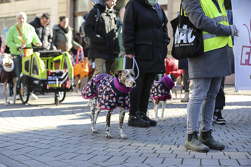 Galgo Marsch Köln 2025 277.jpg