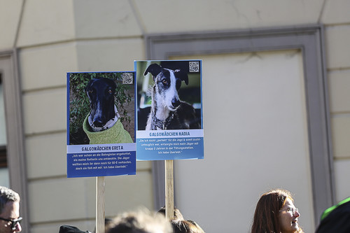 Galgo Marsch Köln 2025 264.jpg