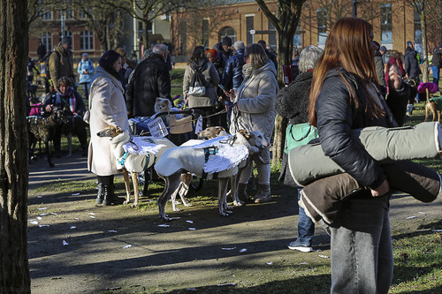 Galgo Marsch Köln 2025 2.jpg