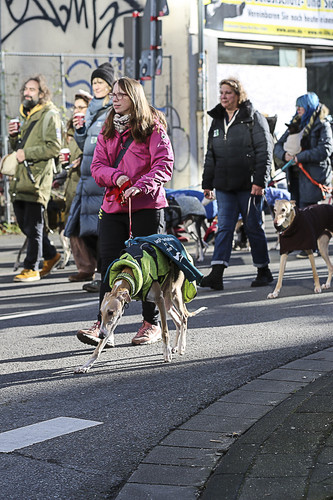 Galgo Marsch Köln 2025 430.jpg