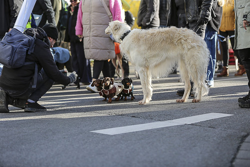 Galgo Marsch Köln 2025 451.jpg