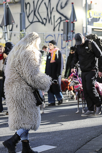 Galgo Marsch Köln 2025 438.jpg