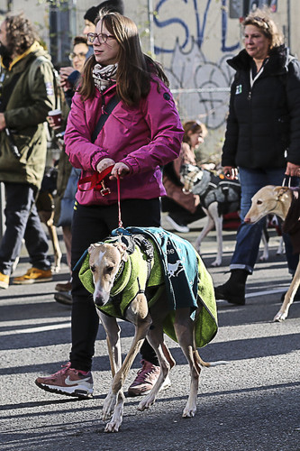 Galgo Marsch Köln 2025 433.jpg