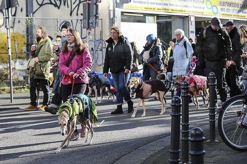 Galgo Marsch Köln 2025 431.jpg