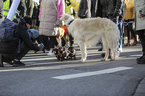 Galgo Marsch Köln 2025 452.jpg