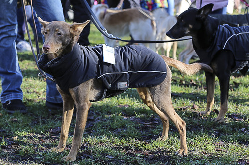Galgo Marsch Köln 2025 30.jpg