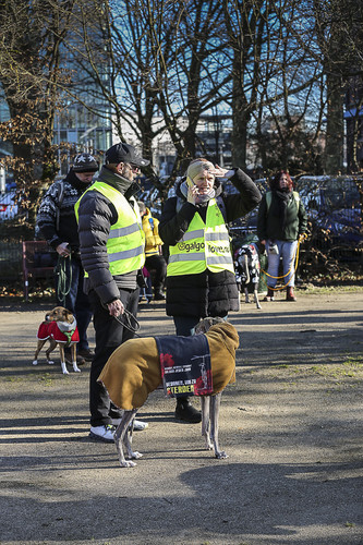 Galgo Marsch Köln 2025 15.jpg