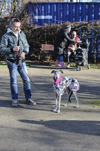 Galgo Marsch Köln 2025 17.jpg