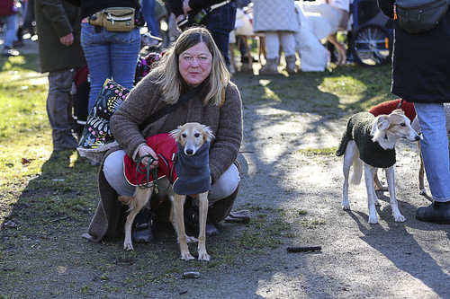 Galgo Marsch Köln 2025 6.jpg