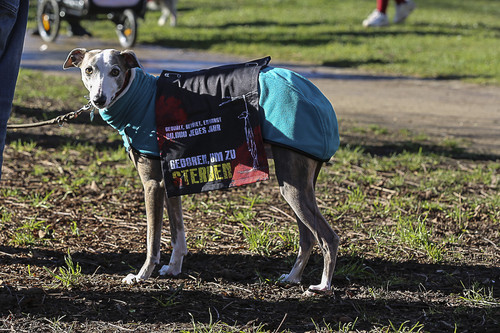 Galgo Marsch Köln 2025 20.jpg