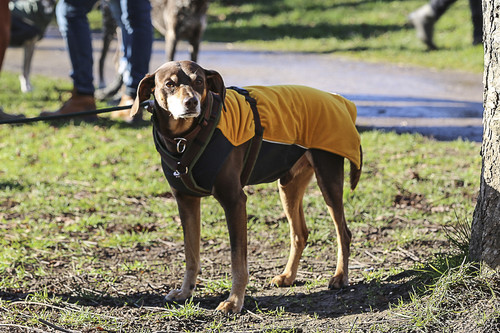 Galgo Marsch Köln 2025 23.jpg
