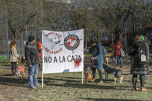 Galgo Marsch Köln 2025 26.jpg