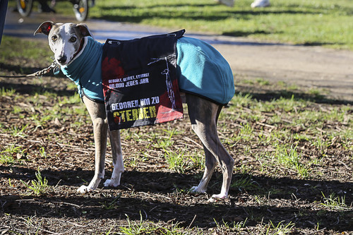 Galgo Marsch Köln 2025 21.jpg