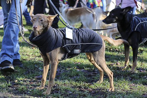 Galgo Marsch Köln 2025 31.jpg