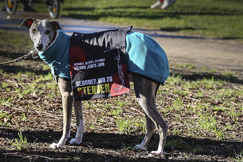 Galgo Marsch Köln 2025 22.jpg