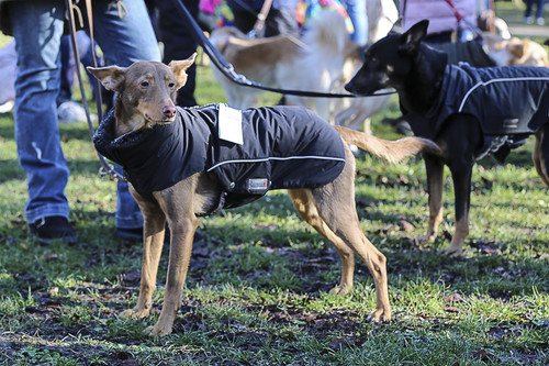 Galgo Marsch Köln 2025 28.jpg