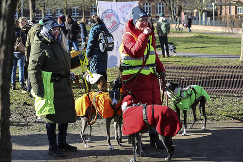 Galgo Marsch Köln 2025 9.jpg