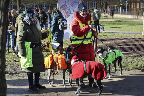 Galgo Marsch Köln 2025 10.jpg