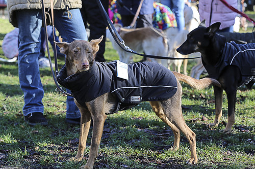 Galgo Marsch Köln 2025 29.jpg