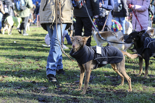Galgo Marsch Köln 2025 32.jpg