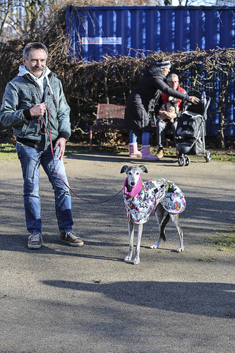 Galgo Marsch Köln 2025 16.jpg