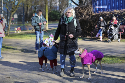 Galgo Marsch Köln 2025 14.jpg